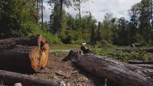 How Our Tree Care Process Works  in  Radium Springs, NM